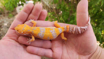 Mandarin Inferno Tremper Albino