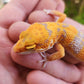 Mandarin Inferno Tremper Albino