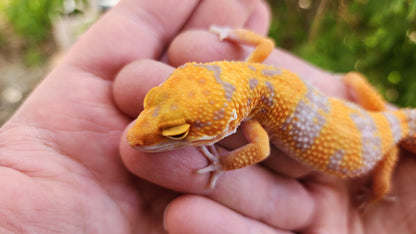 Mandarin Inferno Tremper Albino