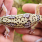 FREEZE Fasciolatus Mack Snow Eclipse