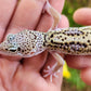 FREEZE Fasciolatus Mack Snow Eclipse