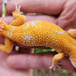 Mandarin Inferno Tremper Albino