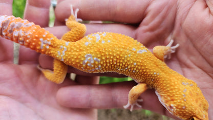 Mandarin Inferno Tremper Albino