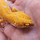 Mandarin Inferno Tremper Albino