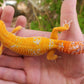 Mandarin Inferno Tremper Albino