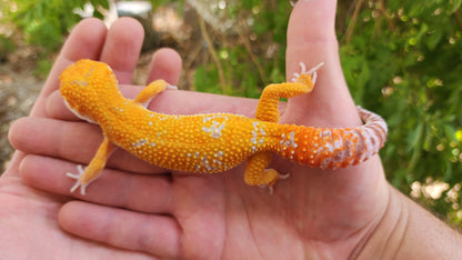 Mandarin Inferno Tremper Albino