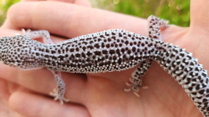 Afghanicus Super Snow