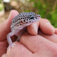 Afghanicus Super Snow