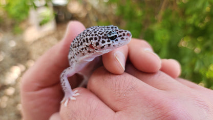 Afghanicus Super Snow