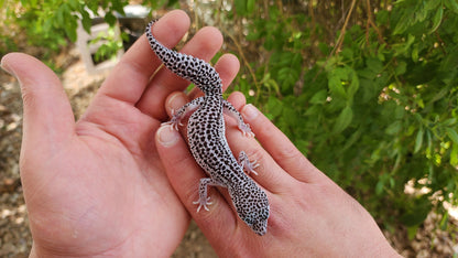 Afghanicus Super Snow