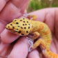 Mandarin Clown (pet slow grower)