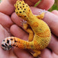Mandarin Clown (pet slow grower)