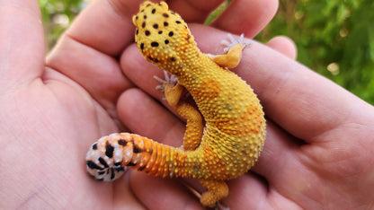 Mandarin Clown (pet slow grower)