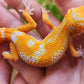 Mandarin Inferno Tremper Albino