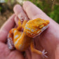 Mandarin Inferno Tremper Albino