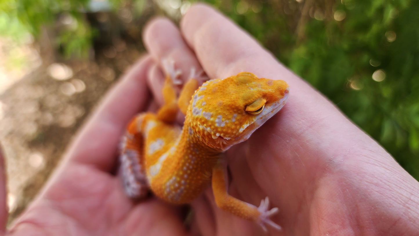 Mandarin Inferno Tremper Albino