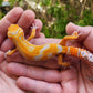 Mandarin Inferno Tremper Albino