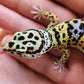 Afghanicus Bold Hyper Xanthic (Emoji Face)
