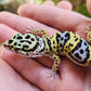 Afghanicus Bold Hyper Xanthic (Emoji Face)