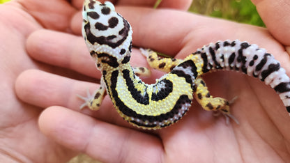 Thick Bold Stripe Hyper Xanthic Pos W&Y