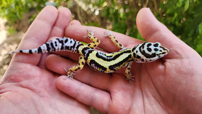 Thick Bold Stripe Hyper Xanthic Pos W&Y