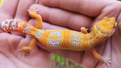Mandarin Inferno Tremper Albino