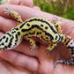 Extremely Thick Bold Stripe Hyper Xanthic Bandit