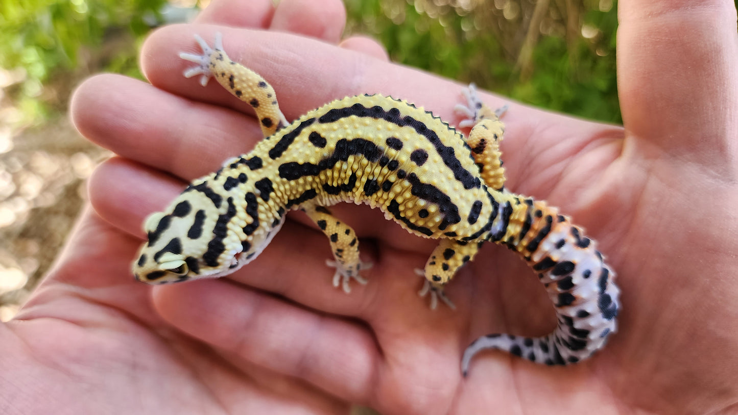 Extremely Thick Bold Stripe Hyper Xanthic Bandit