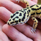 Extremely Thick Bold Stripe Hyper Xanthic Bandit