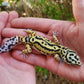 Extremely Thick Bold Stripe Hyper Xanthic Bandit
