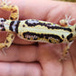 Bold Stripe Bandit