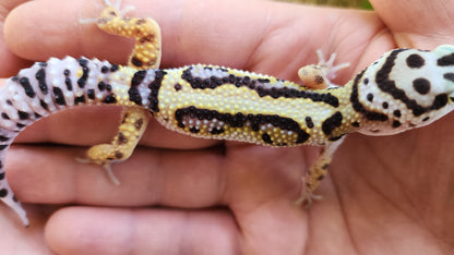 Bold Stripe Bandit