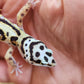 Bold Stripe Bandit