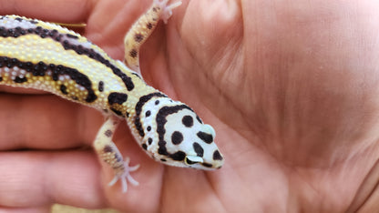 Bold Stripe Bandit