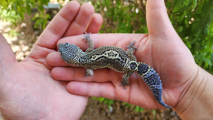 Black Night Pos Het Blizzard (ovulating)