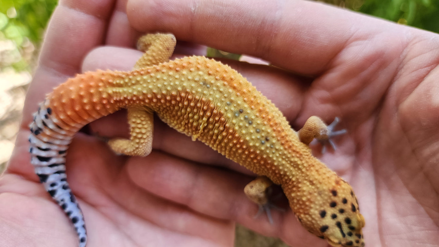 Mandarin Clown Red Stripe