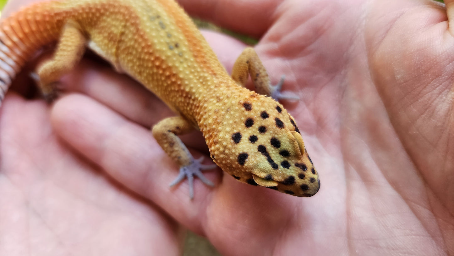 Mandarin Clown Red Stripe