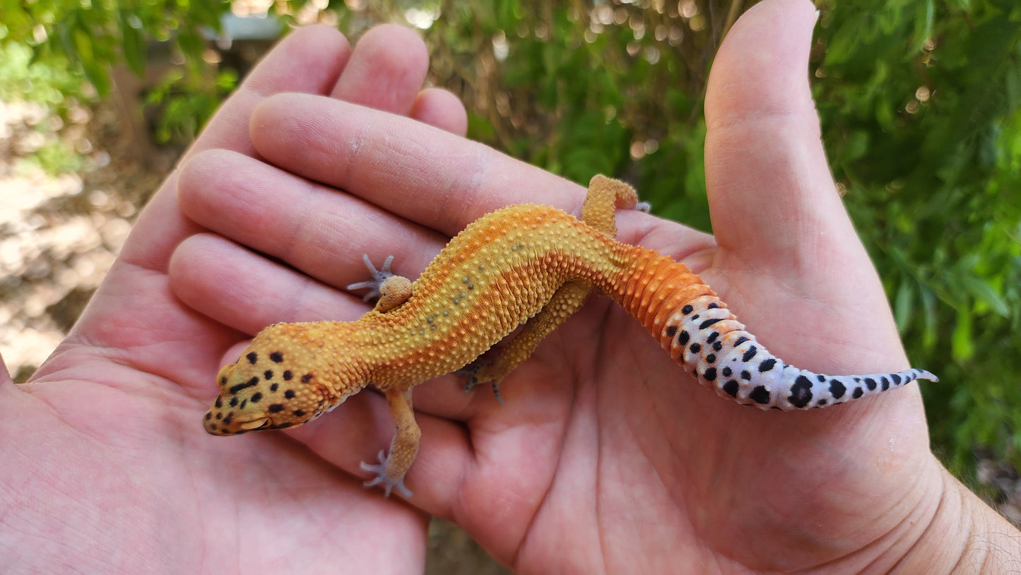 Mandarin Clown Red Stripe