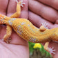 Mandarin Inferno Tremper Albino