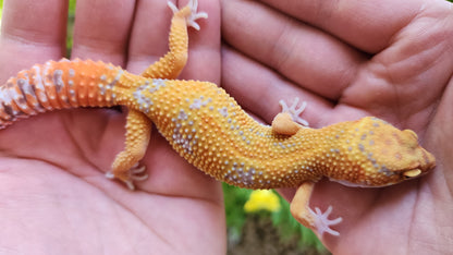 Mandarin Inferno Tremper Albino