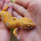 Mandarin Inferno Tremper Albino