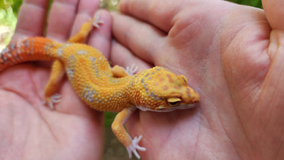Mandarin Inferno Tremper Albino