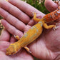 Mandarin Inferno Tremper Albino