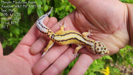 Pinstripe White & Yellow Male Leopard Gecko