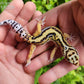 Thick Boldstripe Hyper Xanthic Male Leopard Gecko