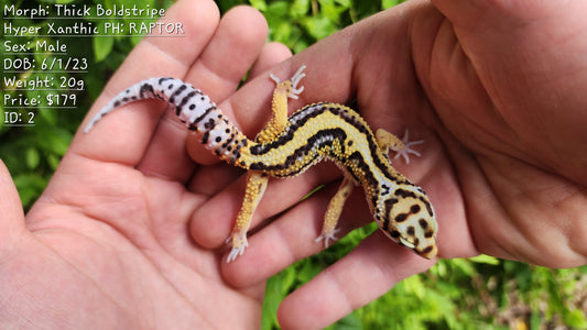 Thick Boldstripe Hyper Xanthic Male Leopard Gecko