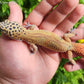 Mandarin Clown Male Leopard Gecko