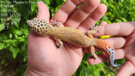 Mandarin Clown Male Leopard Gecko