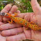 Mandarin Inferno (New Clown Line) Female Leopard Gecko