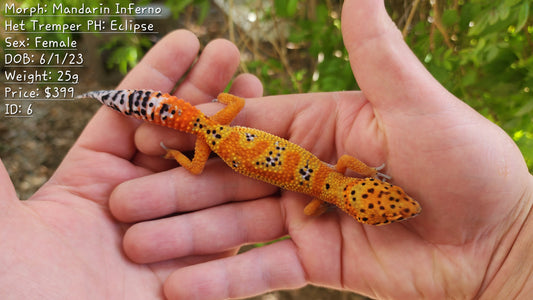 Mandarin Inferno (New Clown Line) Female Leopard Gecko